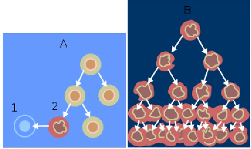Şekil 2. 1 A - normal hücre bölünmesi; 1- Apoptosis; 2- Hasarlı hücre B – kanserli  hücrenin bölünmesi [1]