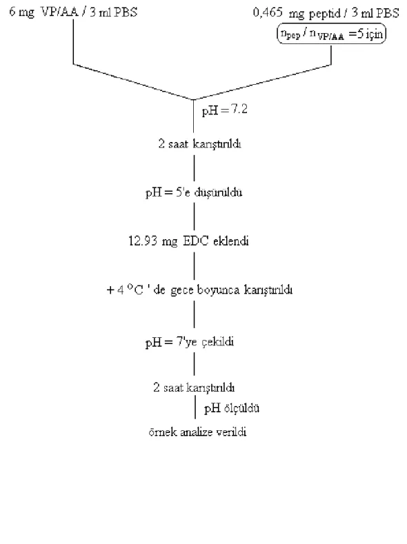 Çizelge 4.3 P(VP-co-AA) ile EDC varlığında yapılan konjugat sentezi basamakları 