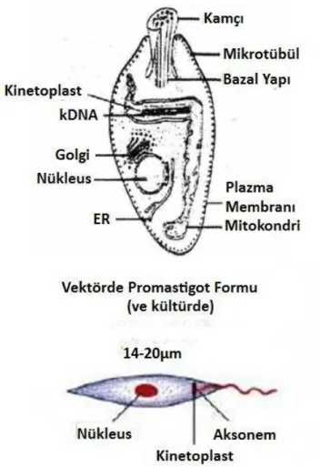 Şekil 2. 2 Leishmania parazitlerinin promastigot formu [48, 54, 66]  