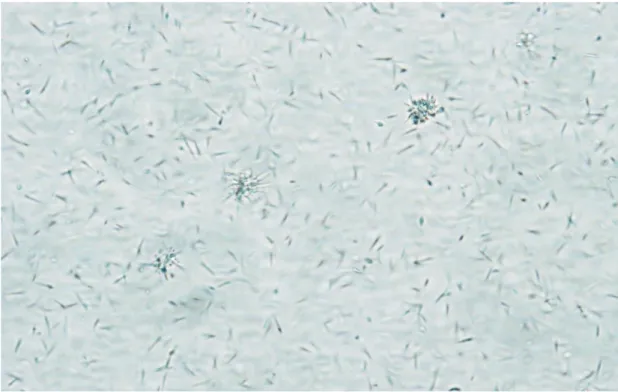 Şekil 3. 1 Leishmania infantum Kültürü (40x)6 