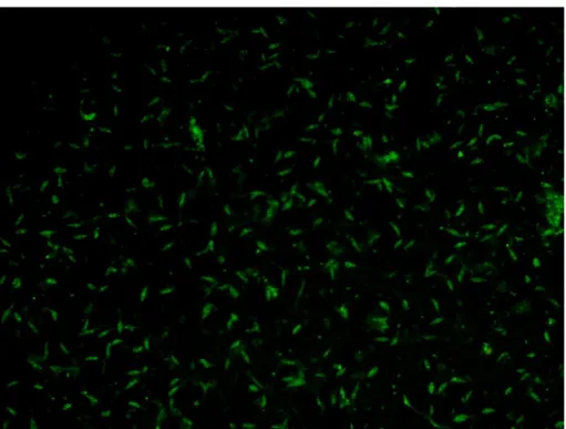 Şekil 4. 2 Antijen olarak Leishmania infantum kullanıldığında IgG antikoru pozitif olan  donör serum örneğinin görüntüsü (40x) 