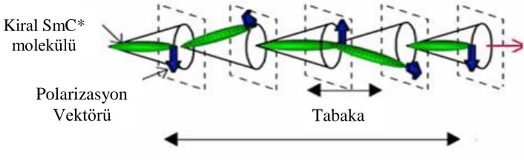Şekil 2.20 Kiral smektik C fazının heliksel yapısının şematik diagramı (Güzeller, 2007)
