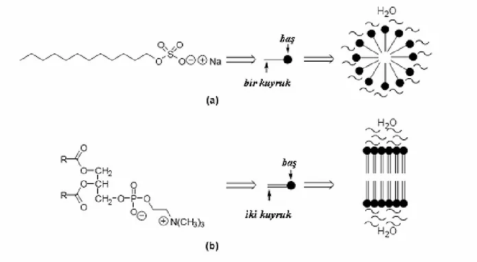 Şekil 2.3 Amfifilik bileşiklerin kimyasal yapısı ve misel modeli; a) sodyum dodesilsülfat  (sabun), b) lesitin (hücre memranında bulunan fosfolipid) (Belloni, 2002)