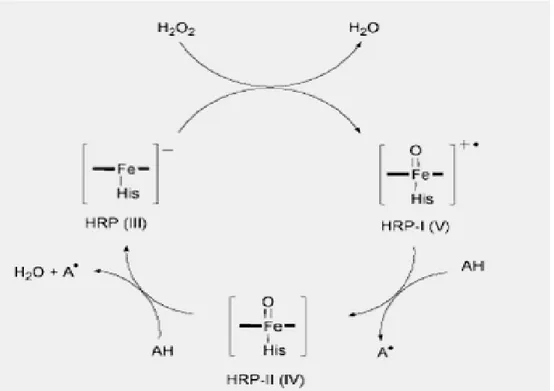 Şekil 2.3 Elektron donör AH varlõğõnda gerçekleşen HRP reaksiyon döngüsü. (HEM’in  proksimal bölgesinde koordine edilen histidin “His” belirtilmiştir) (Degrand vd., 2001)