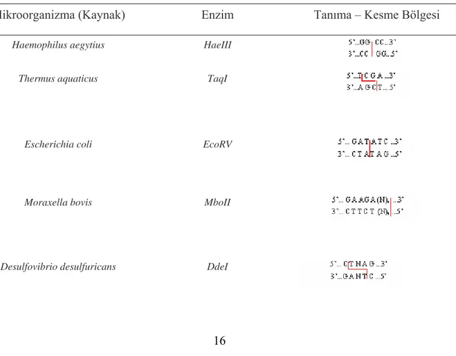 Çizelge 2.5 Bazı kısıtlayıcı enzimleri ve spesifik tanıma – kesme bölgeleri   Mikroorganizma (Kaynak)  Enzim  Tanıma – Kesme Bölgesi 