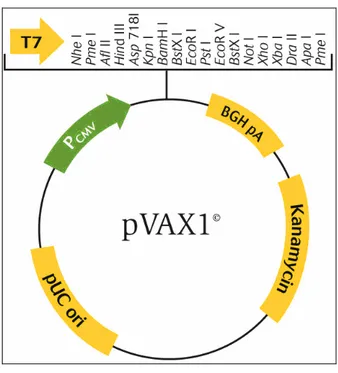 Şekil 3.2   pVAX  plazmid vektörünün haritası                