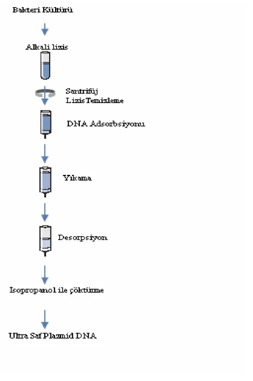 Şekil 3.4  Plazmid DNA için saflaştırma basamakları (Qiagen Plazmid Inc® Kit Protokolü ) 