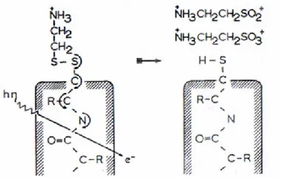 Şekil 2.3 Mixed disülfid oluşumu ile hedef protein molekülünün hipotetik proteksiyon  mekanizması (Bacq, 1965)