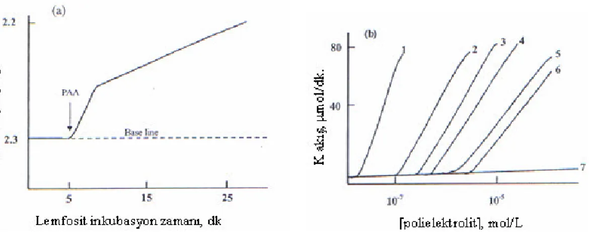 Şekil 4.16 İn vitro olarak K +  iyonu için B-lemfosit membranlarının geçirgenliği üzerine  polielektrolitlerin etkisi (a)hücre kültürüne PAA çözeltisinin ilavesi ile artan sabit akışın  kinetiğinin saptanması;(b)sabit K +  iyonu akışına farklı polielektrol