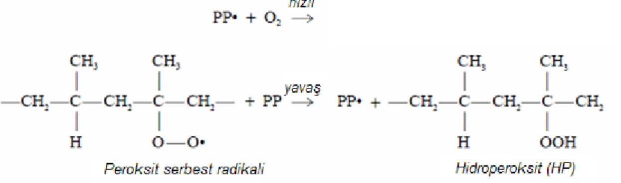 ġekil 2.8 BaĢka bir serbest radikal oluĢumuna sebep olan bir hidroperoksitin ilerleyiĢi (Maier  ve Calafut, 1998)