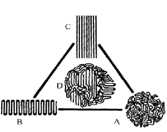 ġekil 2.15 Polimer zincirlerinin makro-konformasyonunun Ģematik gösterimi. A, amorf; B,  katlanmıĢ zincir; C, uzatılmıĢ-zincir; D, dallanmıĢ misel (Bower, 2002)