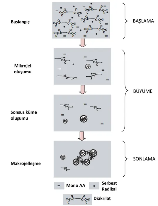 Şekil 2. 9 Işıkla başlatılmış serbest radikal polimerizasyonu ile gerçekleşen  polimerizasyon süreçlerindeki jelleşme aşamaları 