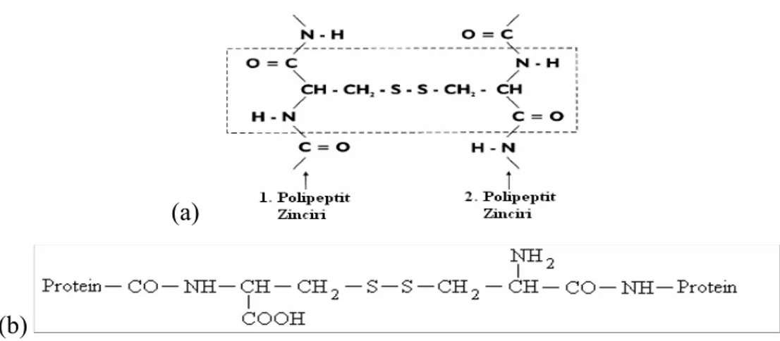 Şekil 1.14 Kovalent bağla 1 ve 2 polipeptit zincirlerini bağlayan iki amino asit sistein  kalıntılarının bağlanmasının şematik gösterimi (a) ve zincir içi bağ olarak sistin bağlantısı (b) 