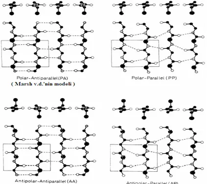 Şekil 1.18 Hidrojen bağlarıyla oluşturulmuş sayfa yapısı için 4 model (Takahashi vd., 1999)  Bu yazarlara göre hidrojen bağlı sayfalar için şekil 1.18’de görüldüğü gibi 4 model, yani  polar-antiparalel sayfa (PA), polar-paralel sayfa (PP), antiparalel (AA)
