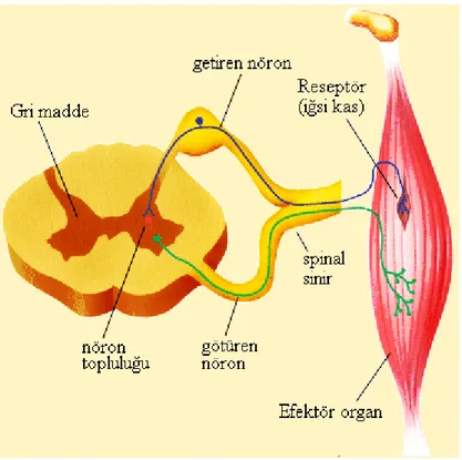 Şekil 2.3 Reseptör, merkez ve effektör organ arasındaki bağlantı 