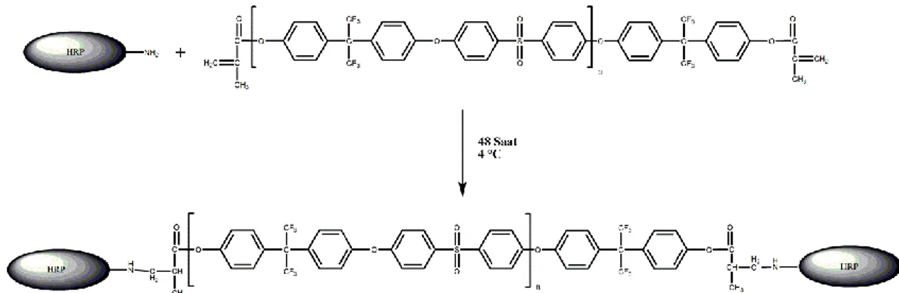 Şekil 8. 4 Horseradish Peroksidaz enziminin metakril AF bazlı polisülfon polimerine  immobilizasyonu 