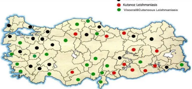 Şekil 2. 2 Türkiye’de Leishmaniasis Dağılımı  