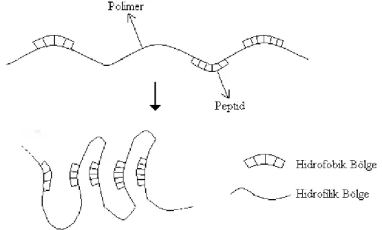 Şekil 2. 6 Kısa zincirli peptid moleküllerinin lineer ve uzun zincirli polimerler ile  oluşturdukları konjugatların şematik gösterimi  [52, 53]  