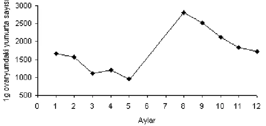 Şekil 4. Sander lucioperca’da 1 g.’lık Ovaryum Parçasındaki Yumurta Sayısının Aylara                Göre Değişimi 