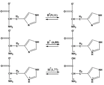 Şekil 4. L-Histidinin Protonasyon Dengeleri 
