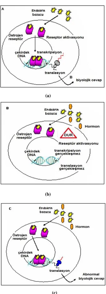 Şekil 2.3 Endokrin bozucuların etki mekanizmaları.(a) Agonistiketki,(b) Antagonistik etki, (c) Anormal 
