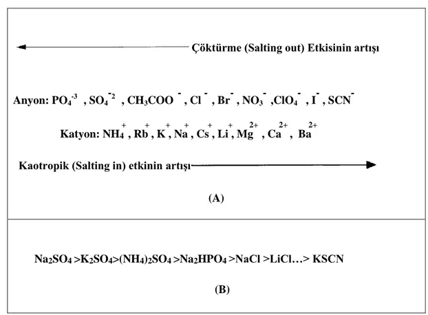 Şekil 2.8. (A) Holfmeister serileri salting-out ve salting-in etkileri; (B) Suyun molal yüzey gerilimine 