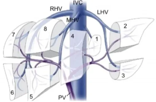 Şekil 2: Couinaud’a göre karaciğerin segmentleri 