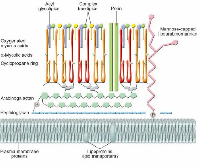 Şekil 2. Mikobakteriyel hücre zarfı (membran ve duvar) modeli (26).