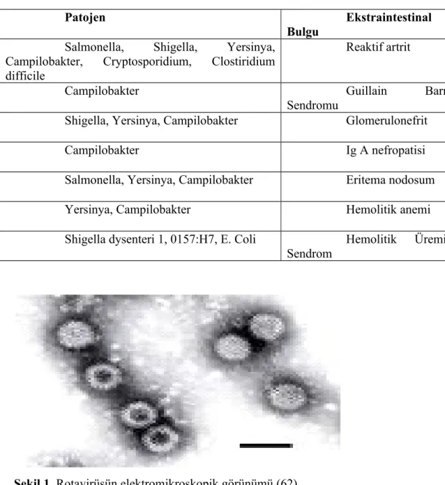 Tablo 4.Enterik patojenlerde ekstraintestinal bulgular(17)