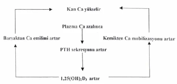 Şekil 6. Hipokalsemi ve vit D sentezi (18).