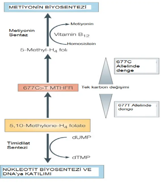 Şekil 3: MTHFR (Metilentetrahidrofolat redüktaz) 677C\T mutasyon