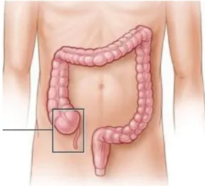 Şekil 3.1: Apendiksin karın içinde anatomik yerleşimi 