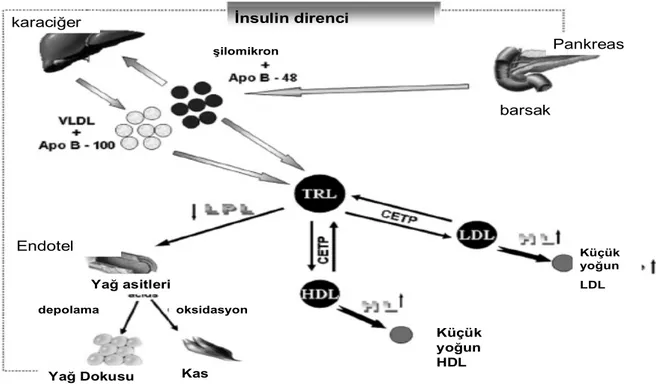 Şekil 1. Tiroid hormonları kolesterol ester transfer protein (CETP) sentezini de uyarır