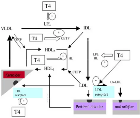 Şekil 2. Tiroid hormonları çeşitli yollarla lipid metabolizmasına etki eder: 1) LDL  partiküllerinin katabolizmasının artması sonucunda LDL reseptörleri upregüle olur