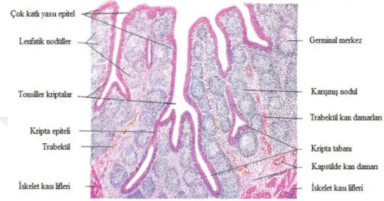Şekil 2: Palatin Tonsil Histolojik Kesiti [22] 