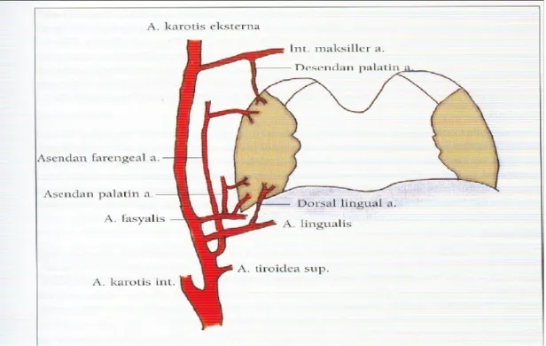 Şekil 1. Palatin tonsil arteryel kanlanması 2.2.b. Akut Tonsillit