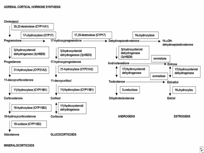 Şekil 3. Adrenal steroidlerin sentezi