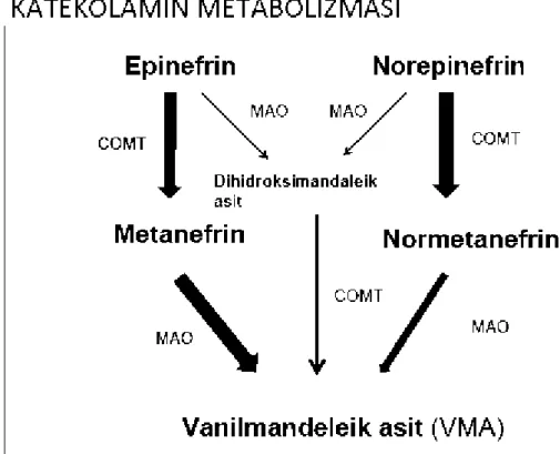 Şekil 4. Katekolamin hormon metabolizması(38) 2.7. ADRENAL TÜMÖRLER
