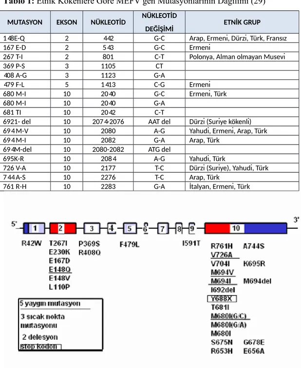 Tablo 1: Etnik Kökenlere Göre MEFV gen Mutasyonlarının Dağılımı (29) MUTASYON EKSON NÜKLEOTİD NÜKLEOTİD