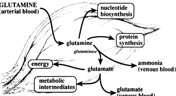 Şekil 3: Tümör hücrelerinde glutamin metabolizması  56