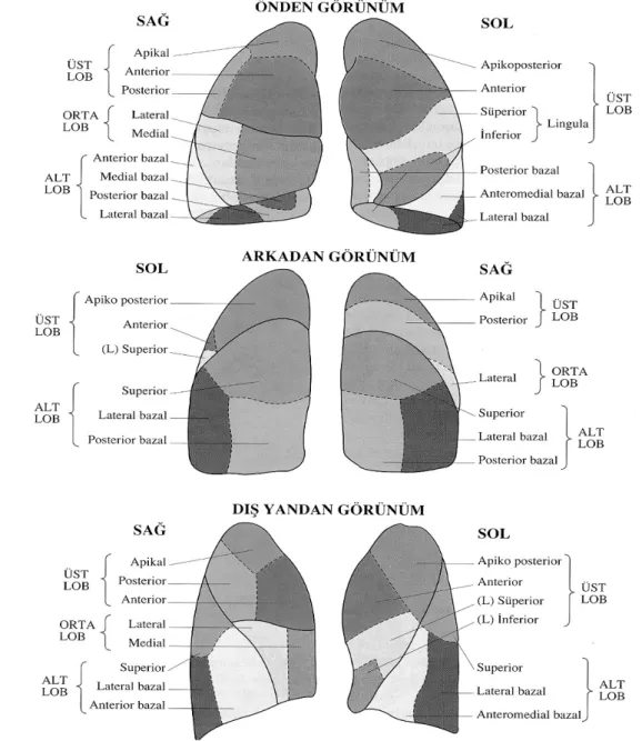 Şekil 1. Sağ ve sol akciğerlerin lob ve segment dağılımları