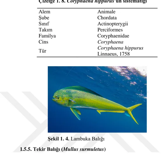 Çizelge 1. 8. Coryphaena hippurus’un sistematiği  Alem  Animale  Şube  Chordata  Sınıf  Actinopterygii  Takım  Perciformes  Familya  Coryphaenidae  Cins  Coryphaena  Tür     Coryphaena hippurus  Linnaeus, 1758 