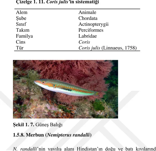 Çizelge 1. 11. Coris julis’in sistematiği  Alem  Animale  Şube  Chordata  Sınıf  Actinopterygii  Takım  Perciformes  Familya  Labridae  Cins  Coris 