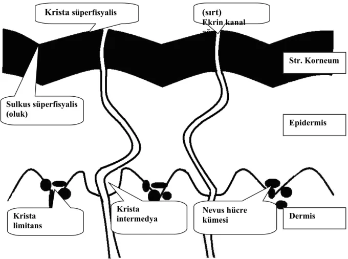 Şekil 1. Akral bölge derisinin anatomik yapısı.
