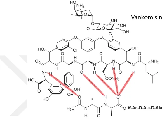 Şekil 2.6. Vankomisin ve Lipid II'nin D-Ala-D-Ala bileşeni arasındaki hidrojen bağı etkileşimi                  (Blaskovich ve ark