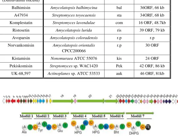 Şekil 2.9. Pekiskomisin biyosentez gen kümesinde yer alan biyosentez ve modifikasyon genleri                    ve NRPS genlerinin modüler organizasyonu (Thaker ve ark