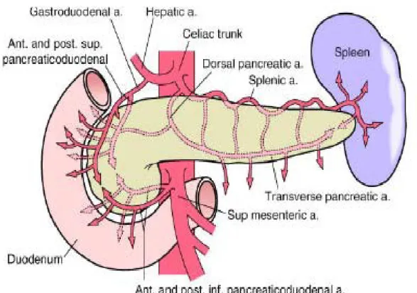 Şekil 1. Pankreas Arterleri