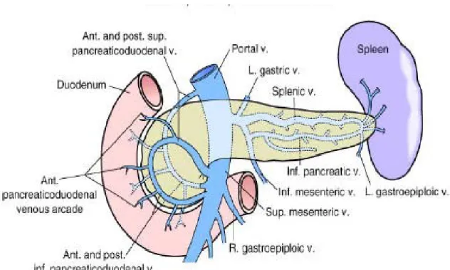 Şekil 2. Pankreas venleri