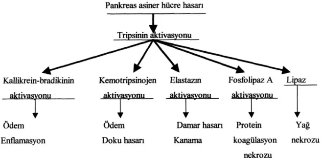 Tablo 1. Akut Pankreatit Fîzyopatolojisi (22).
