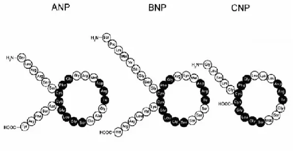 Şekil 3: Natriüretik peptidlerin yapısı.